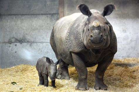 Take A Break And Look At These Photos Of The Denver Zoo’s New Baby ...