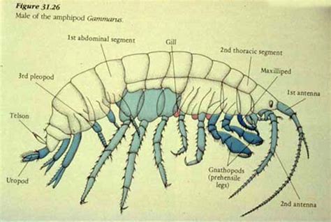 Amphipoda