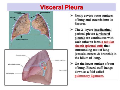 PPT - Pleura and Lung PowerPoint Presentation - ID:2308086