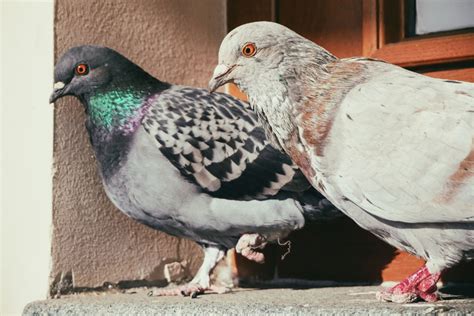 How To Care For A Rescued Pet Pigeon (For Newbies) - NE Pigeon Supplies