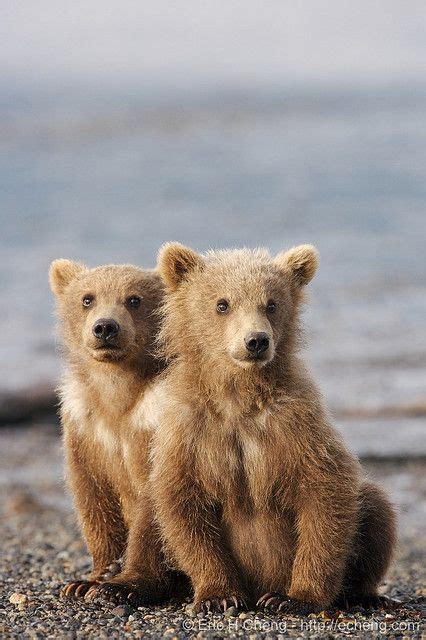 twins We Bear, Bear Cubs, Panda Bear, Polar Bear, Kodiak Bear, Grizzly ...