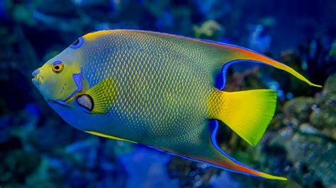 5 Types Of Saltwater Angelfish Species From the Caribbean