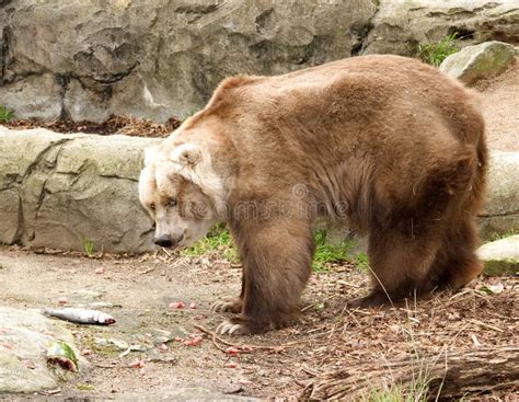 Kodiak bear stock photo. Image of america, animals, cute - 9141388