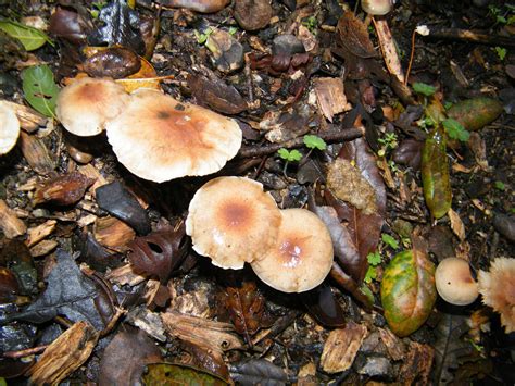 Top 80 of Backyard Mushroom Identification | wrintingspree