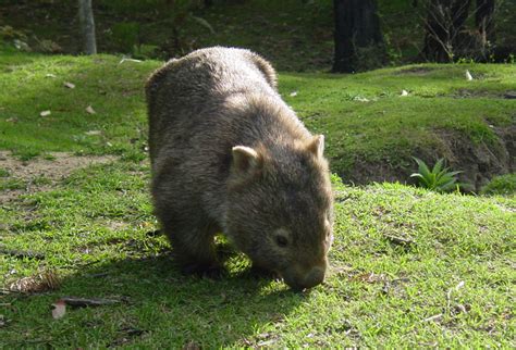 Common Wombat Facts | Course-haired Wombats | Australian Marsupials