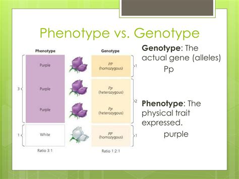 What Is The Difference Between Genotype And Phenotype And What Are Some ...