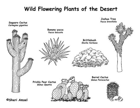 Desert Wildflowers (Cactus) Labeling Page Biomes Project, Ecosystems ...