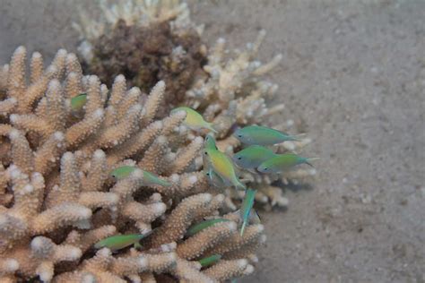 Green Chromis: Complete Care Sheet Species Information