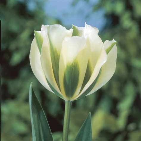 Boston Bulbs Wholesale - Tulip Caractere Bulbs