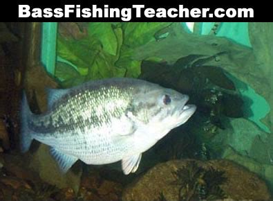 Spotted Bass Fishing - Bass Fishing Teacher