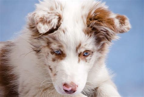 Border Collie Colors - The Real Ones As Per AKC | PawLeaks