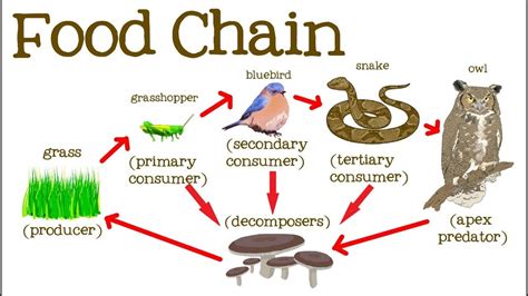 Food Chain Diagram | Quizlet