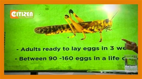 Life Cycle of Locusts: Desert locust lives between 3-4 months - YouTube