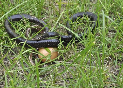 Do Garter Snakes Eat Chicken Eggs? (It’s Unlikely, Here’s Why ...