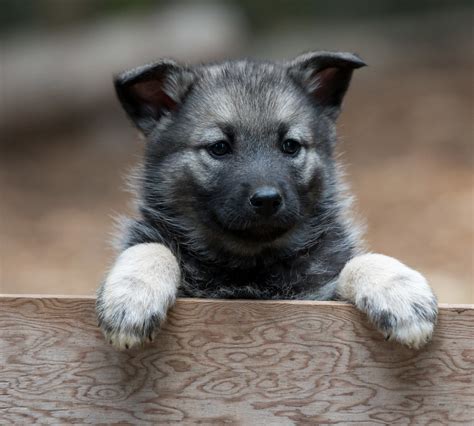 Norwegian Elkhound puppies - Care, training and more | Pawzy