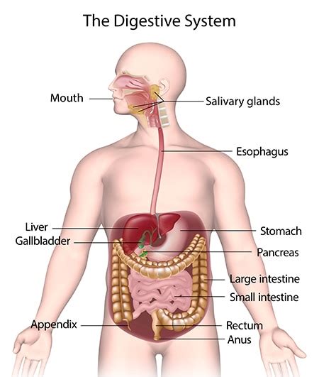 Your Digestive System & How it Works | NIDDK (2022)