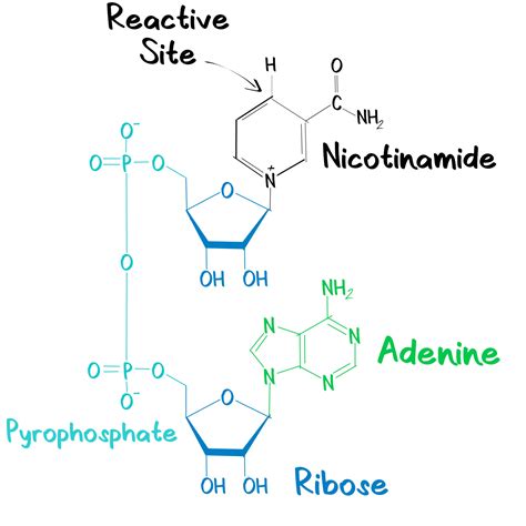 Nad Structure