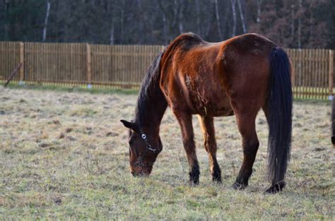 160+ Beautiful Bay Horse With Long Mane Stock Photos, Pictures ...