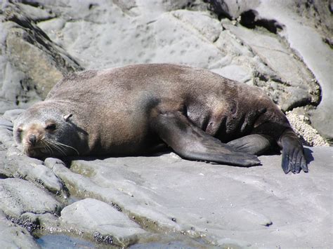 Sea lion sleeping - open fotos | free open source photos, public domain ...