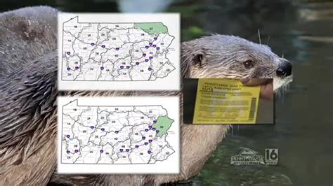 River Otter Trapping Preps | wnep.com