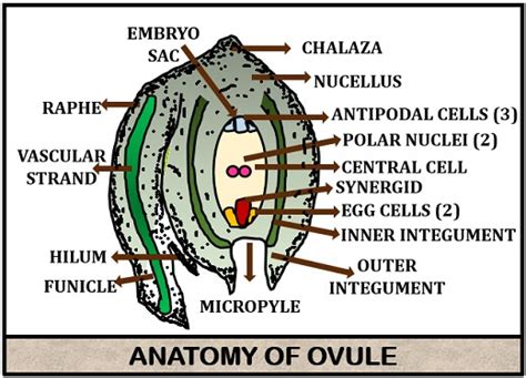 Integument Definition Anatomy - Anatomical Charts & Posters