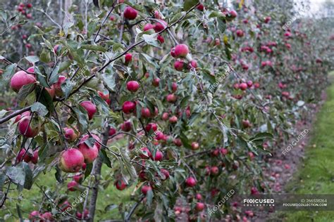 Apple trees in organic orchard garden in autumn with red fruit on ...