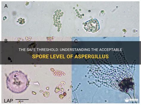 The Safe Threshold: Understanding The Acceptable Spore Level Of ...