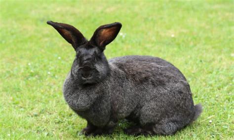 Rabbit Predators: What Eats Rabbits? - A-Z Animals