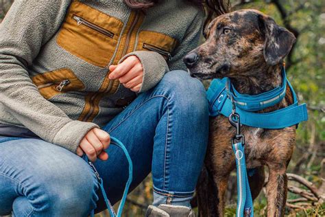 The Best Dog Training Leashes, According to Dog Trainers and Vet ...