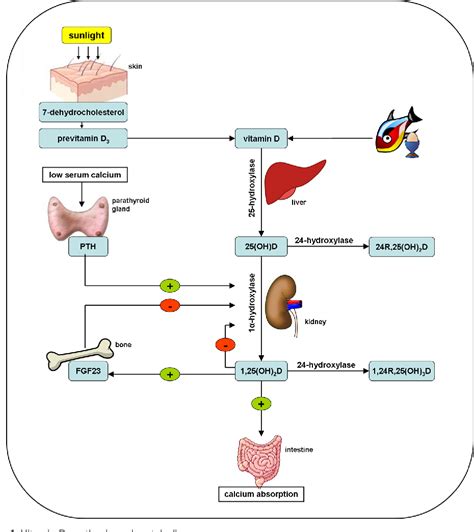 VITAMIN D SYNTHESIS AND METABOLISM | Semantic Scholar