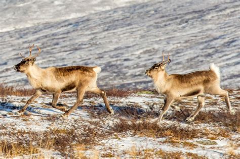 Reindeer of the Arctic, Facts and Adaptations - Rangifer tarandus, also ...