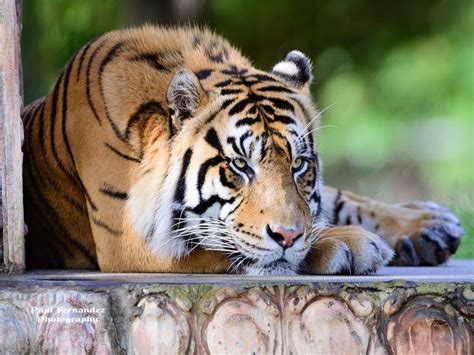 Javan tiger | Javan tiger, Tiger species, Tiger facts