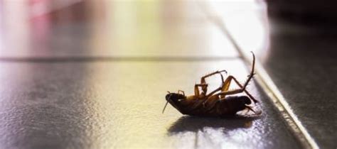 Roach Exterminator Houston, TX - Stampede Pest Control