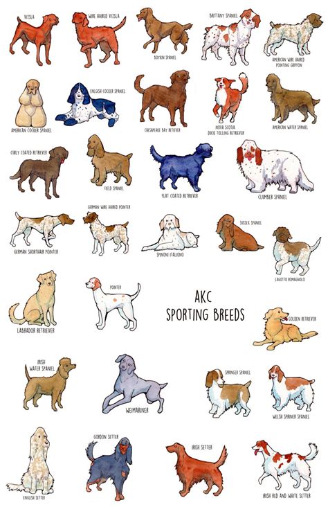 Poster of AKC Sporting Group - Etsy