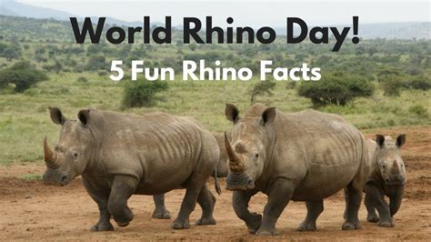 Facts About Black Rhinos For Kids | Kids Matttroy