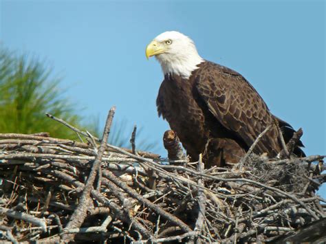 Special Closure: Bald Eagle Nesting at Little Grass Valley Reservoir ...