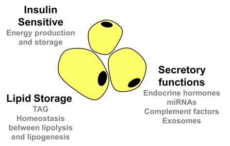 What Acts as a Storage Depot for Fat - Tristen-has-Liu