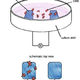 (PDF) Bioimpedance Spectroscopy