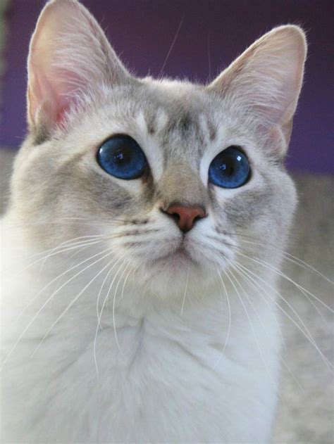 Lilac Lynx Point Siamese Cat - British Shorthair