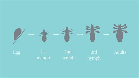 Lice Bites: How to Identify and Treat