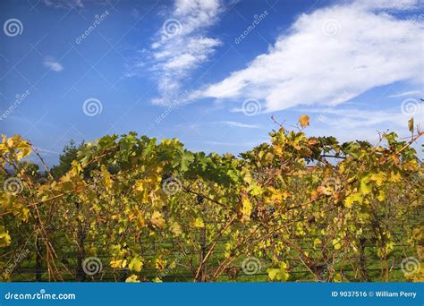 Vineyards Fall Blue Sky Napa California Stock Photo - Image of ...