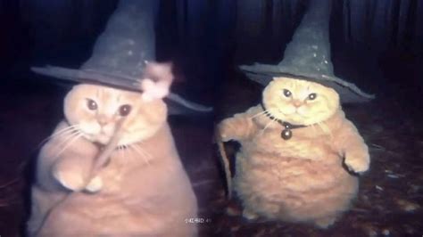 Cheeseball the Wizard Cat | Know Your Meme