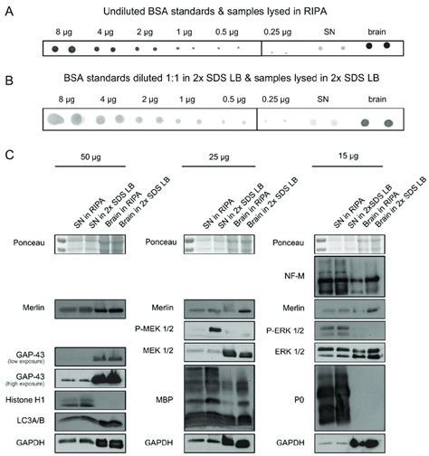 Western blots based on protein quantification with the PDB assay. (A,B ...