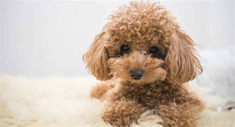 Toy Poodle - All About The World's Cutest, Curliest Dog Breed