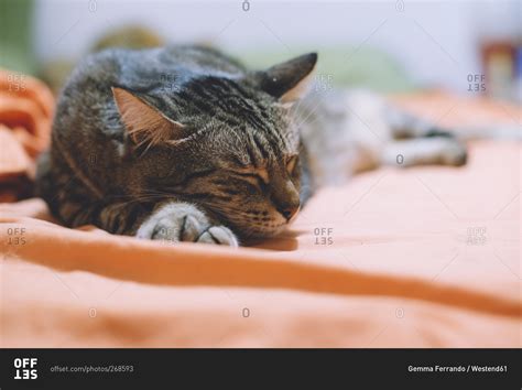 Tabby cat sleeping on bed stock photo - OFFSET