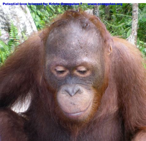 Krista Orangutan (@orangutan2) | Twitter