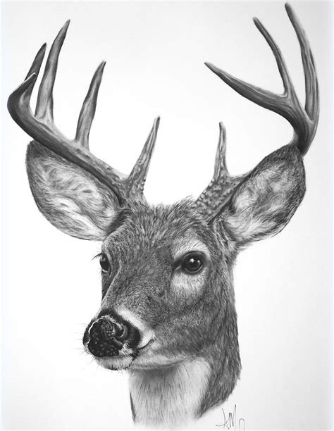 Whitetail Buck Head Drawing