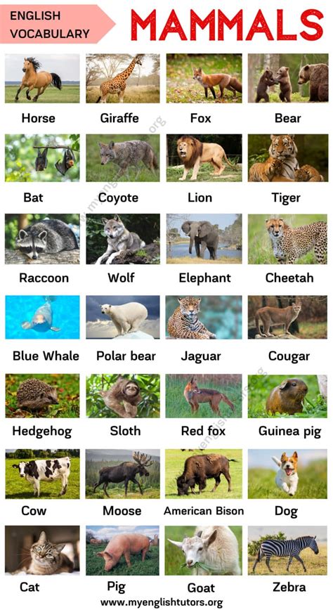 Mammals: List of Mammal Names in English with ESL Picture! – My English ...