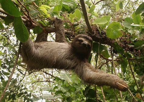 Panamanian Three-toed Sloth (Bradypus variegatus) | Traveling in Panama