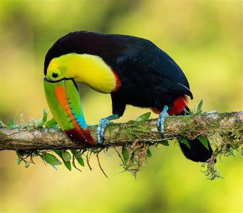 Toucan Behavioral Adaptations: How Does A Toucan Adapt To Its ...